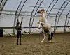 Local equestrian to compete in national Kentucky event | Sports ...
