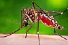 Buzz kill: Keep away the mosquitoes with these tips | Lifestyle ...
